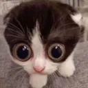 MONKA
