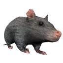 rat