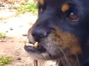 Infinites_dog_named_taz