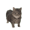 oiiacat