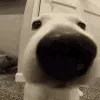 misc_dogsniff