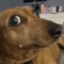 00xdogstare2rdk