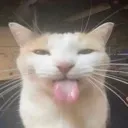 sillygoofy