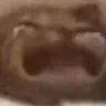 cat_sob