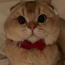 Jeffreybow