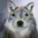 filhote
