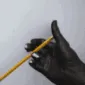 pencilspin