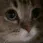 meow meow