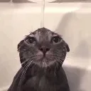 sadcat