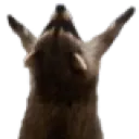 raccoon_pray