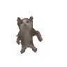 222_catDance