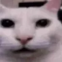 deadpan_cat