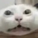 kats_meshuge2