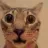 catstare