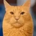 corncat