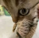 catfr