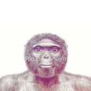 singe