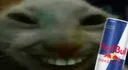 xddbull xddbull