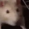 RatMove RatMove