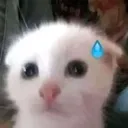 AA_cat_nervous