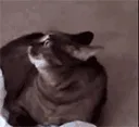 CatAlert