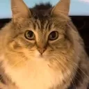 stare
