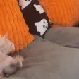 prawnSpin