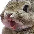 BunnyPog