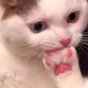 TR_catthinking