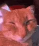 awoooww_orange_cat_meow
