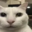 catstare