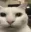 catstare