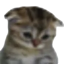 littlecat