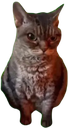 grumpy_cat Discord sticker from The Biohacker Lounge - Josh Universe