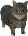 Cats_with_Abs