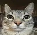 livecatreaction