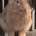 cinnamon2