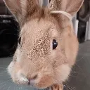 cinnamon
