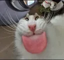 goofycat