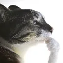 catthinking