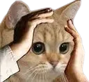 catohshit catohshit