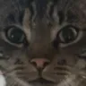 mineek mineek