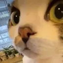 bruh