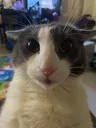 drycat drycat