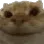 yesig