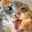 Catw