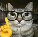 catnerd