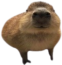 CapyStare Discord emoji