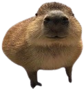 CapyStare Discord sticker - Speed Wallet