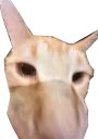 schnoz